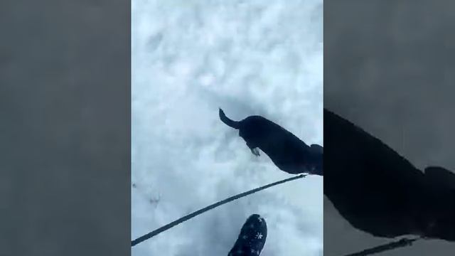 Я с собакой пошла гулять) смотреть онлайн