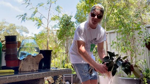 Propagating an Anthurium Andraeanum Black Queen plant into water