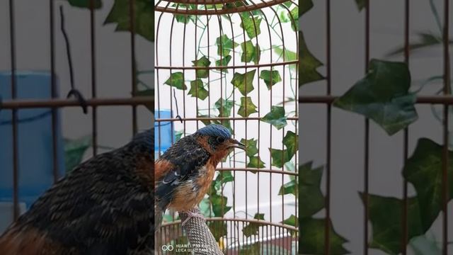 Лесной каменный дрозд (Monticola gularis). смотреть онлайн