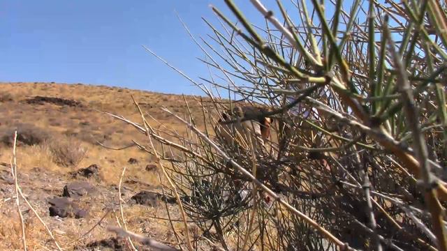 1 Gallon water bottle hit at 1368 feet iron sights kneeling high winds смотреть онлайн