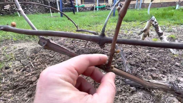 УДАЛЯЕМ ЭТИ ПОЧКИ С ВИНОГРАДА смотреть онлайн