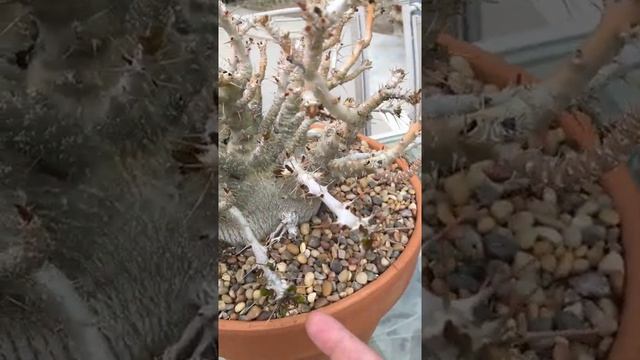 Pachypodium Saundersii Compacta смотреть онлайн