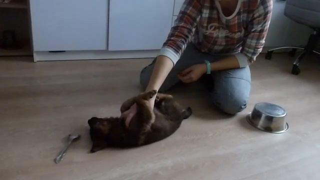 кобель коричневая лента смотреть онлайн