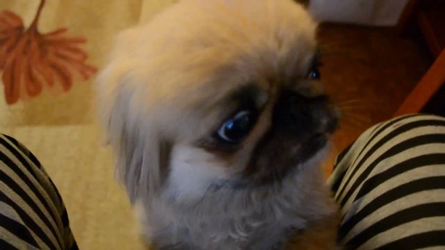 Буся боится грома.mp4 смотреть онлайн