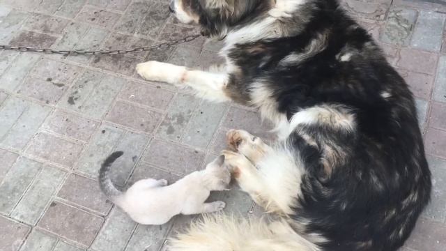 Кошка и собака