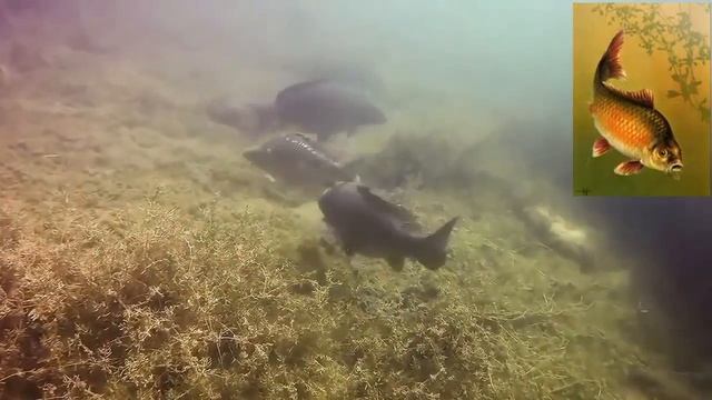 ЧЕМ ОТЛИЧАЕТСЯ КАРП ОТ САЗАНА смотреть онлайн