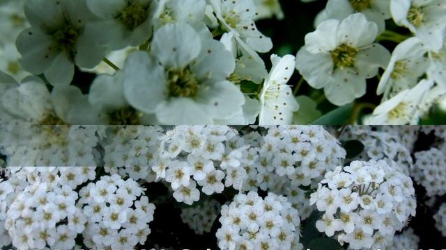 Медовая невеста. Спирея Вангутта/ Honey bride. Spiraea vanhouttei смотреть онлайн