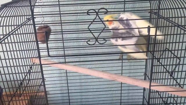 Попугай корелла сидит в клетке, а хочет летать смотреть онлайн