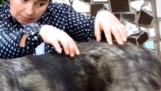 Линия верха кавказской овчарки - питомник "Домбай-Ульген" смотреть онлайн