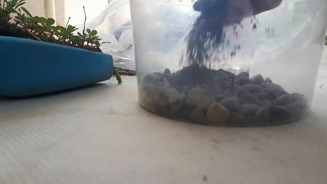 ТЕРРАРИУМ ДЛЯ КЛОПОВ-СОЛДАТИКОВ.Содержание. смотреть онлайн