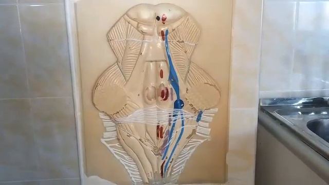 БАЗОВЫЕ ЗНАНИЯ: ДОБАВОЧНЫЙ (XI) И ПОДЪЯЗЫЧНЫЙ XII)  НЕРВЫ