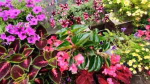 БЕГОНИЯ БИГ ДЕЛЮКС.ОБЗОР ЦВЕТЕНИЯ.2021