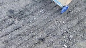 Посев семян лука чернушки в открытый грунт