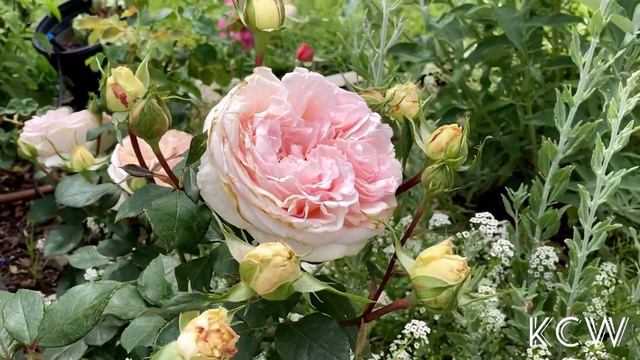 🔴Bliss Parfuma ~ Romantic Rose