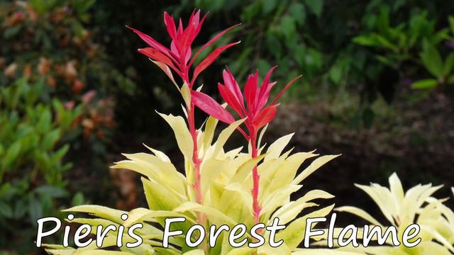 Threave Gardens, Castle Douglas, Scotland