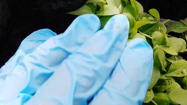 Эксперимент с семенами с цветов сортовой петунии, результат🌺. часть 1 смотреть онлайн