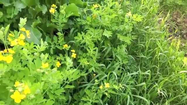 Домашнее цветоводство. Золотые цветы чистотела лекарственного. смотреть онлайн