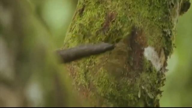 Тамандуа - Четырехпалый муравьед которых часто называют лесной вонючкой. смотреть онлайн