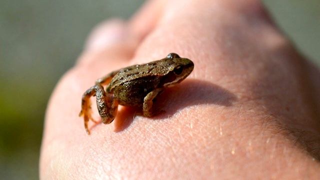 ? Какое животное самое маленькое в мире? - тип 10 самых маленьких в своем роде смотреть онлайн