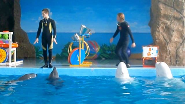 Лазаревский дельфинарий, а там дельфины - художники! смотреть онлайн