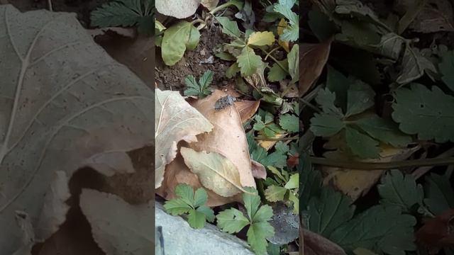 насекомое. смотреть онлайн