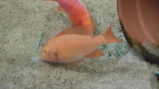 Нерест аулонокар орхидея альбинос смотреть онлайн