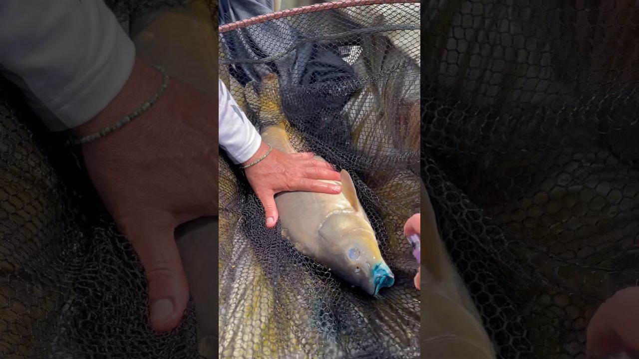 Лечим рыбу на Кубке России! смотреть онлайн