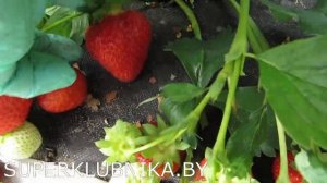 Сорт клубники КИМБЕРЛИ 2018