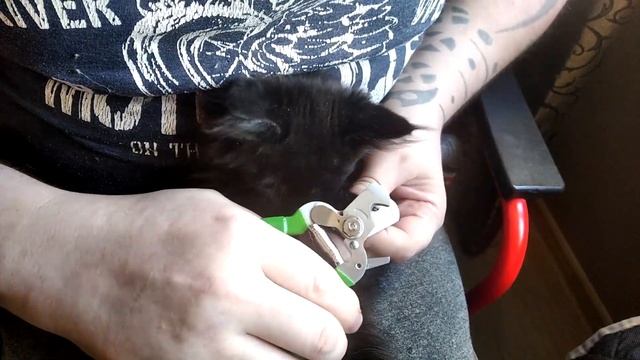 Как подстричь когти котёнку мейн куну без посторонней помощи и не покалечиться ? смотреть онлайн