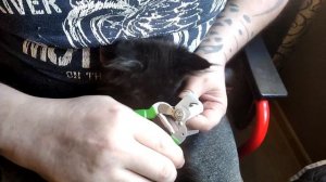Как подстричь когти котёнку мейн куну  без посторонней помощи и  не покалечиться ?
