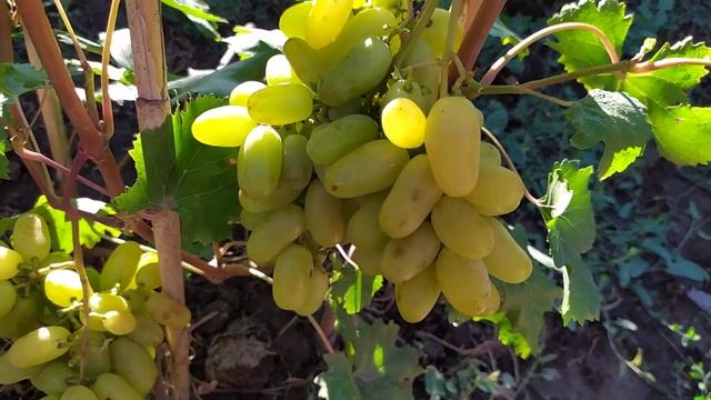 Приморский бульвар ,пальчиковая ,очень вкусная форма винограда Калугина В.М. смотреть онлайн