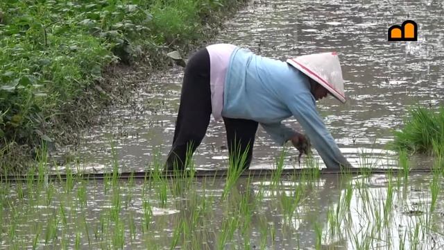 Indonesia - Java - Work on the rice fields near Yogyakarta смотреть онлайн