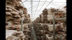 Как выращивают белый гриб, шампиньоны и вешенки в теплицах