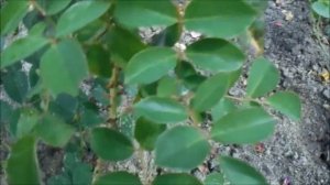 ФЛОРИБУНДА КАМИЛЬ ПИССАРРО