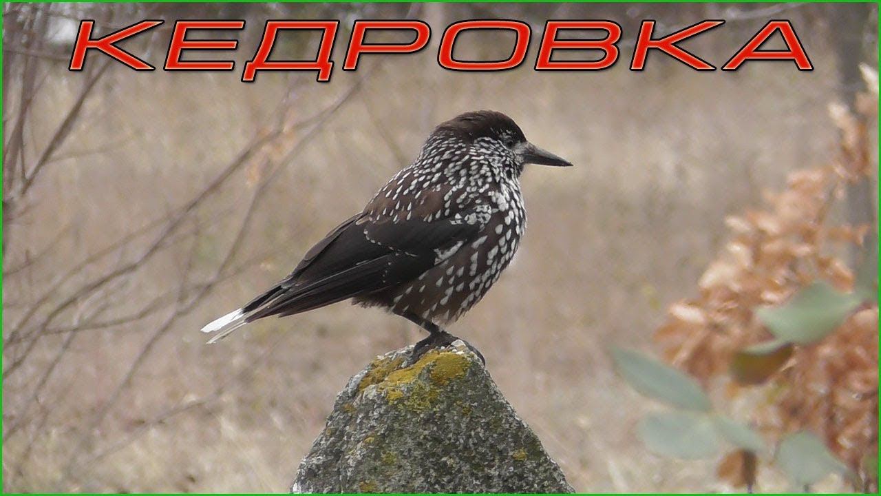 Кедровка (Ореховка) - Spotted Nutcracker - Schiaccianoci смотреть онлайн