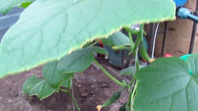 Огурец "Кураж F1" в начале плодоношение/44 дня после всходов. Первые огурцы смотреть онлайн