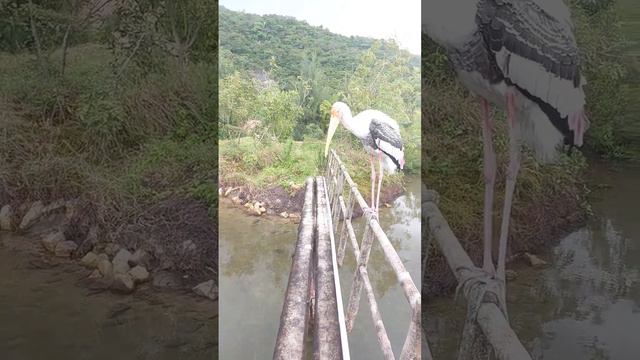 Аист гопник 6 🇻🇳 #вьетнам смотреть онлайн