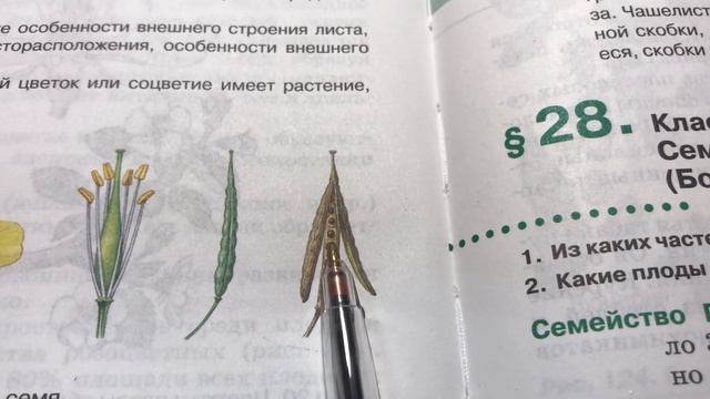 Семейства крестоцветные и розоцветные смотреть онлайн