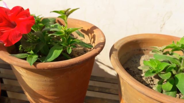 How To Grow And Care Petunia Plant || Care Of Petunia Plant