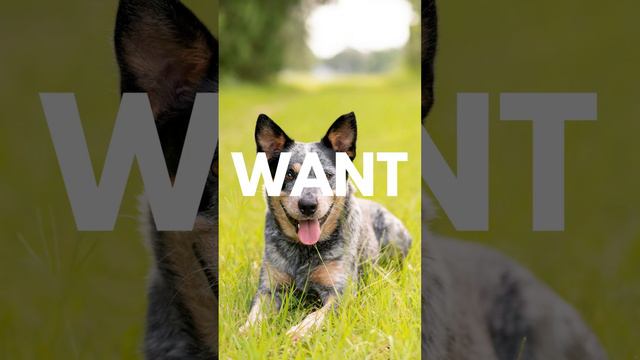 Do You LOVE Blue Heelers? Comment Below смотреть онлайн