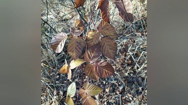 #2ноября - #приметы и #традиции в Артемьев день. смотреть онлайн