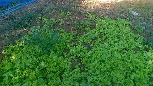 Плазма для чайников. ч3 14.12.2020 смотреть онлайн