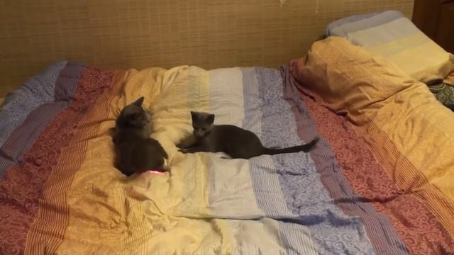 Голубые танцовщицы(зверьё в доме) смотреть онлайн