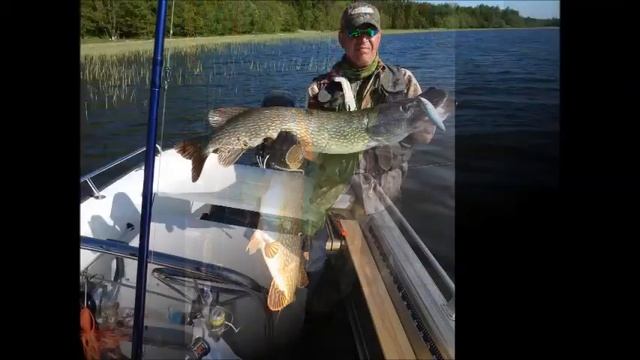 Джеркбейты Baltic Wings Baits и их трофеи смотреть онлайн