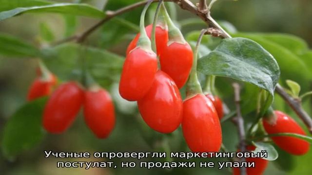 Ягоды годжи