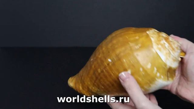 Стромбус Галеатус (Titanostrombus galeatus) 21 см. смотреть онлайн