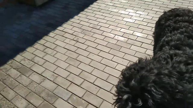 Приключения с питомцами