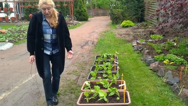 Оформление сада и клумб на сезон 2021. смотреть онлайн