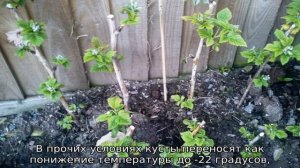 Малина Золотые купола