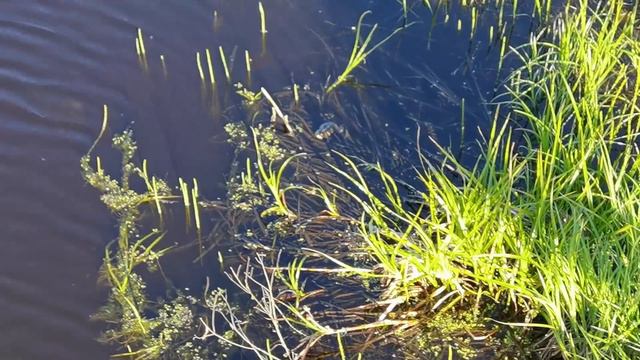 Белый пёс вернулся , но весь перебитый. смотреть онлайн